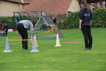 Trainingssituation: Hund springt über eine Hürde