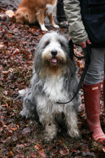 Hunde und Menschen trainieren auf den Waldwegen am Reiterwaldstadion.