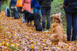 Hunde und Menschen trainieren auf den Waldwegen am Reiterwaldstadion.